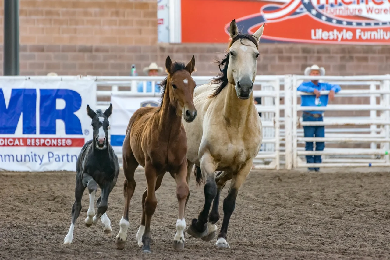 #GoodRead | The Cowgirls of Color: the black women's team bucking rodeo trends