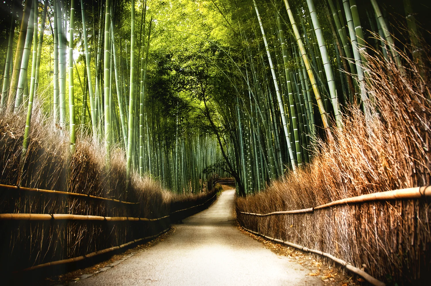 JAPAN_ROUGH-(155-of-509)_WEBSITE READY.jpg