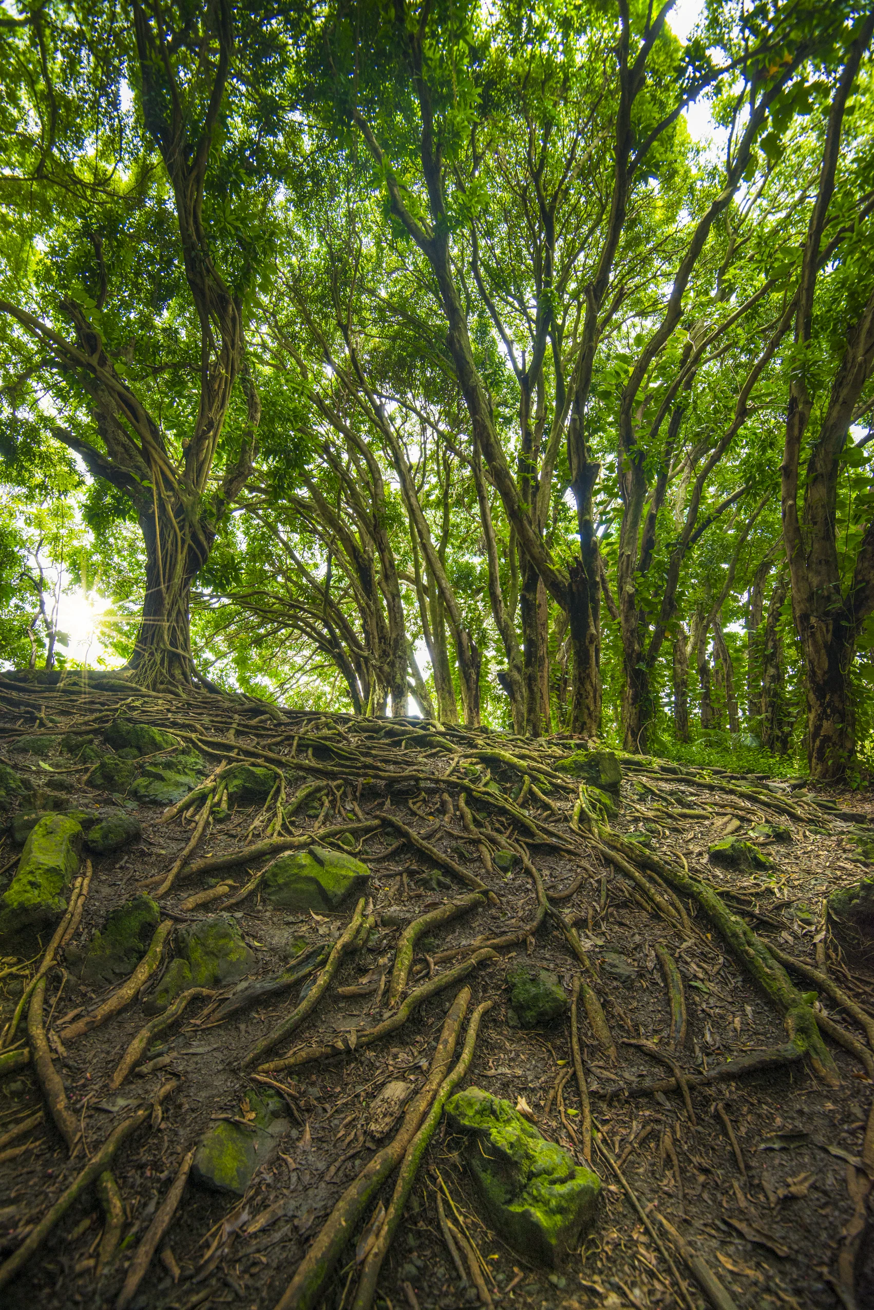 ALASKA HAWAII FINAL LR EXPORT-847.jpg