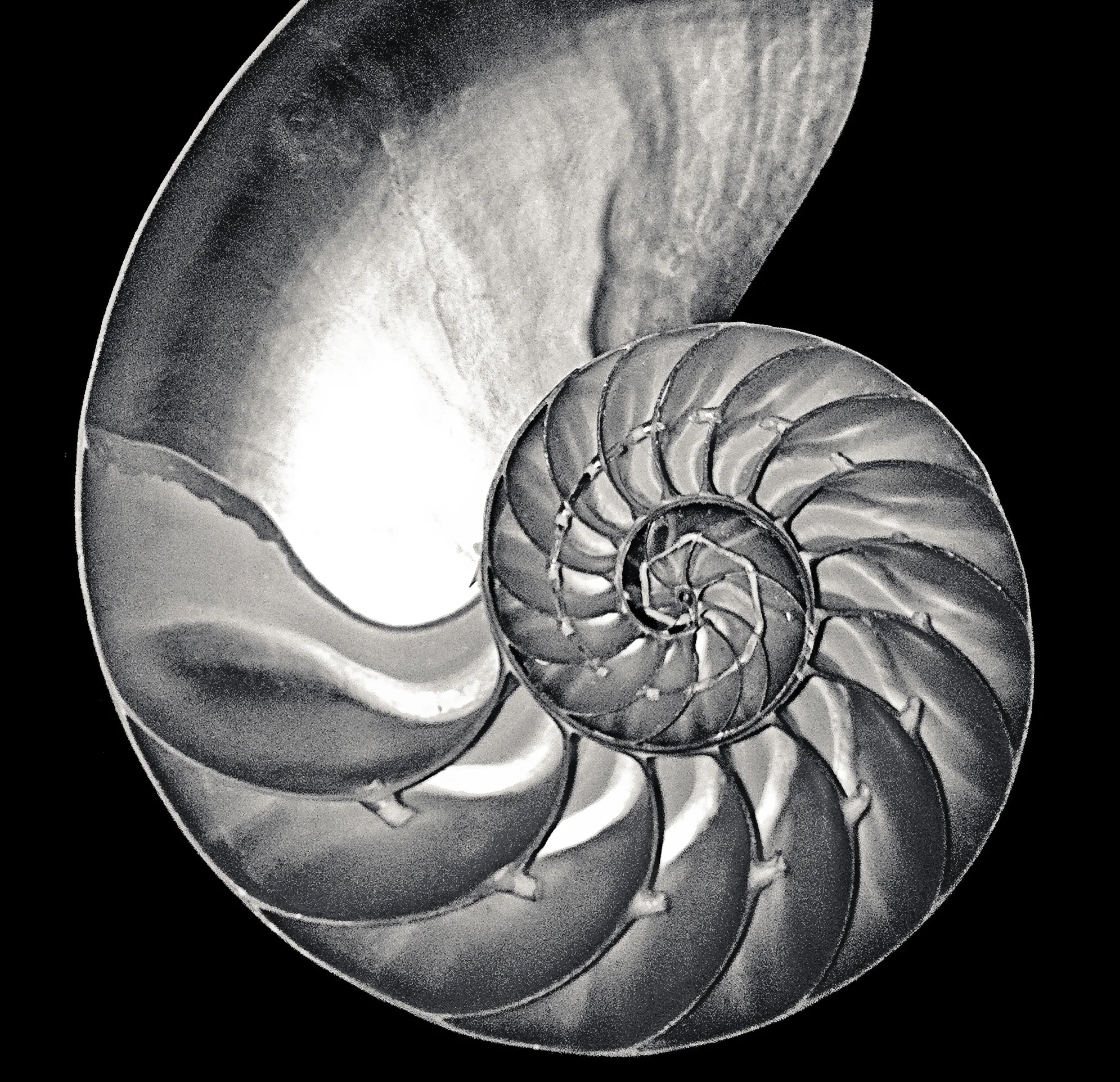 SHELL_6x6.jpg