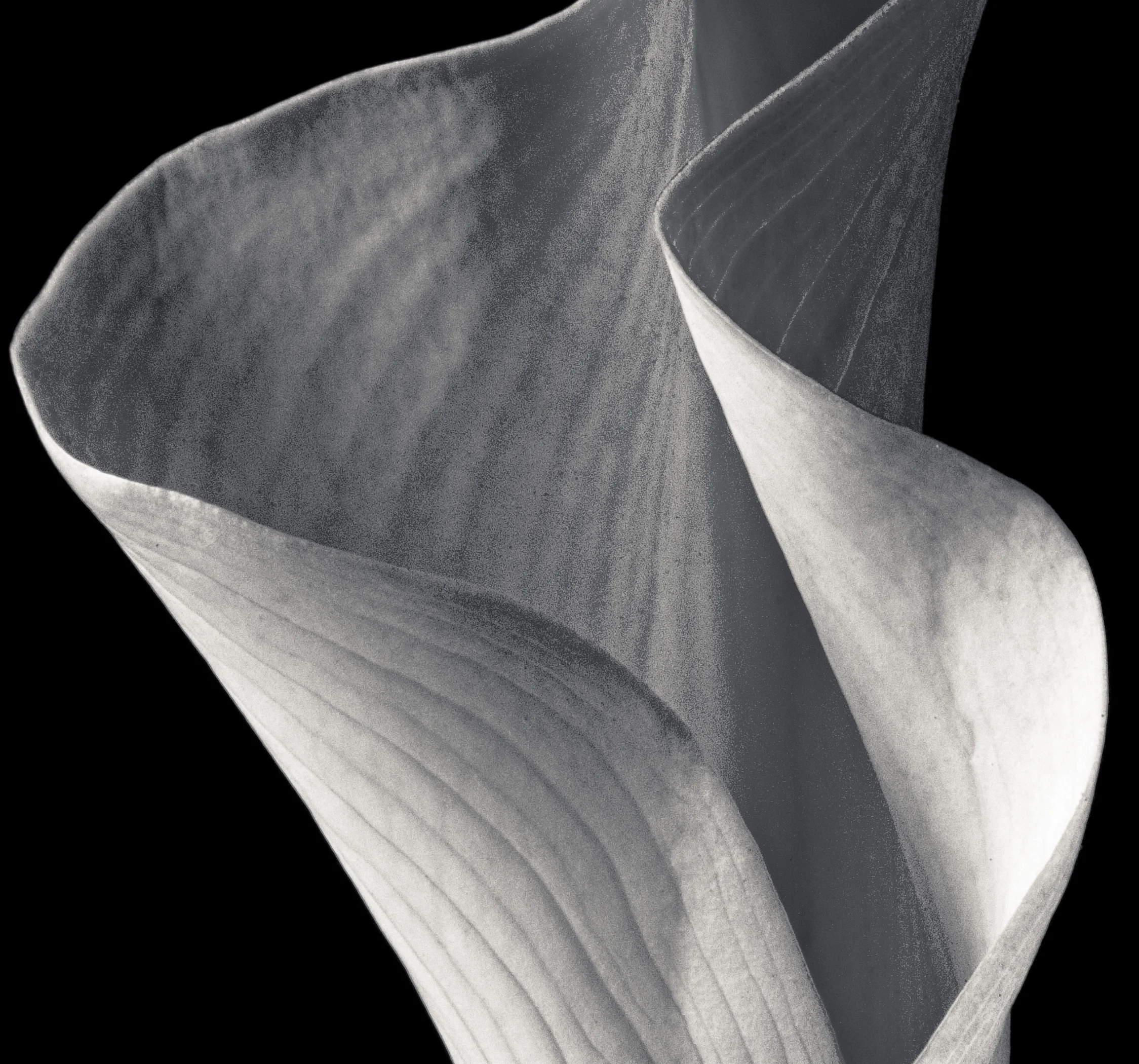Tulip-_B_W_300dpi.jpg