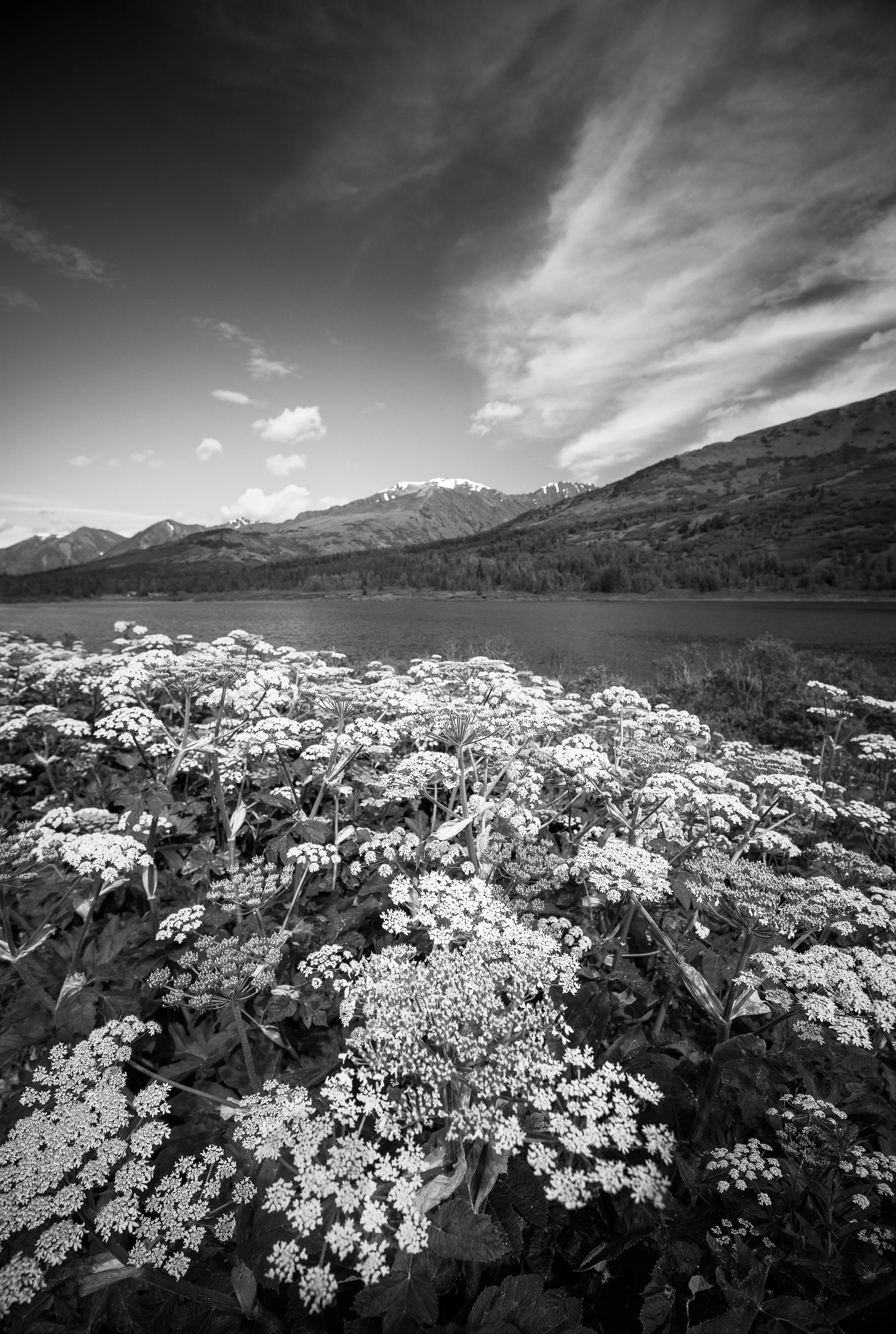 ELEMENTS-1-5.jpg