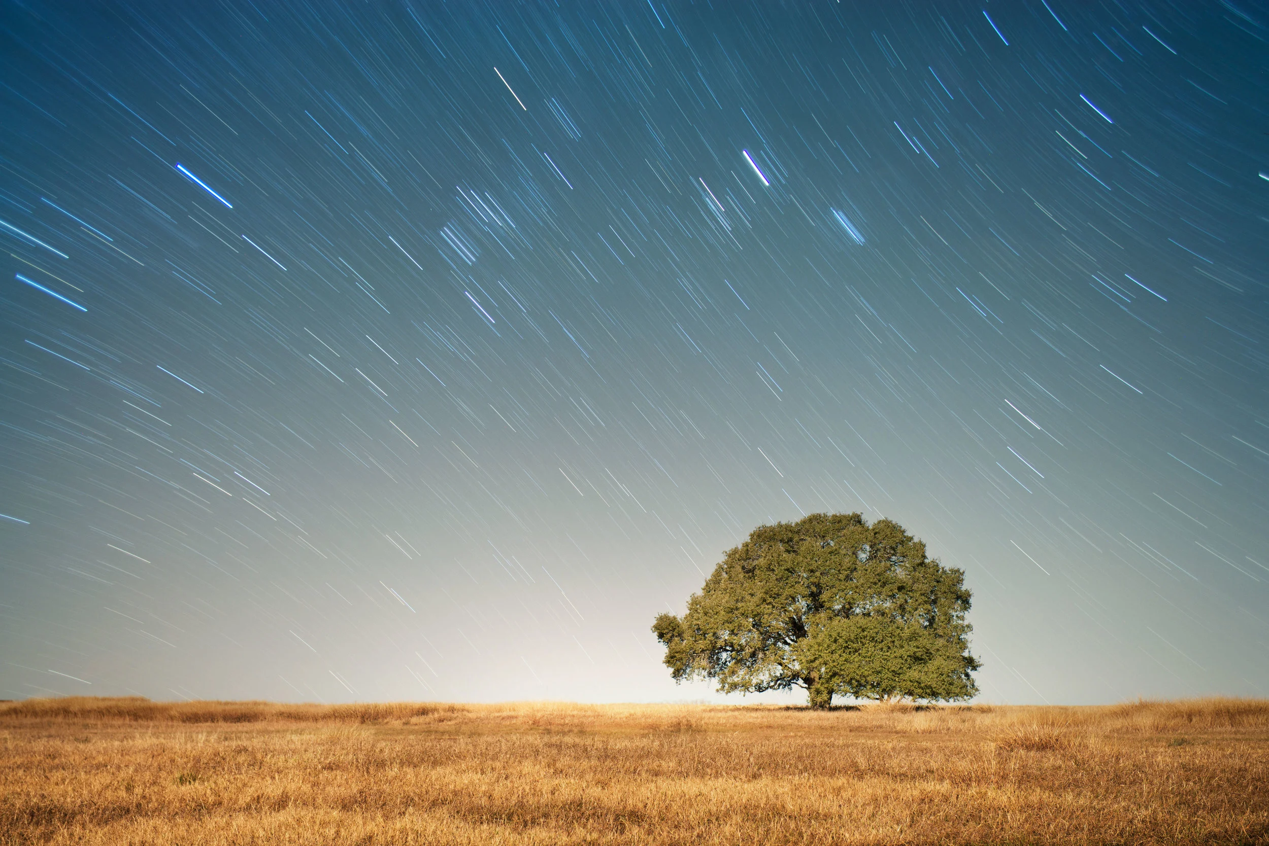 TX_TREE-STAR-TRAILS.jpg