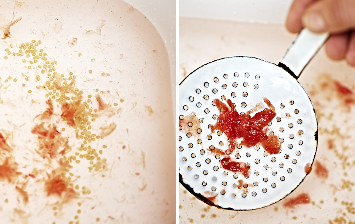 Put this muck into a tub and fill with water. The left image is of the seeds sinking to the bottom of a tub of water and the skin and remaining pulp floating around up the top. I like to scoop out the skin / pulp and remove it and put it in the compost. I then pour the water carefully onto my garden, leaving the seeds at the bottom to then go back into a sieve to collect.