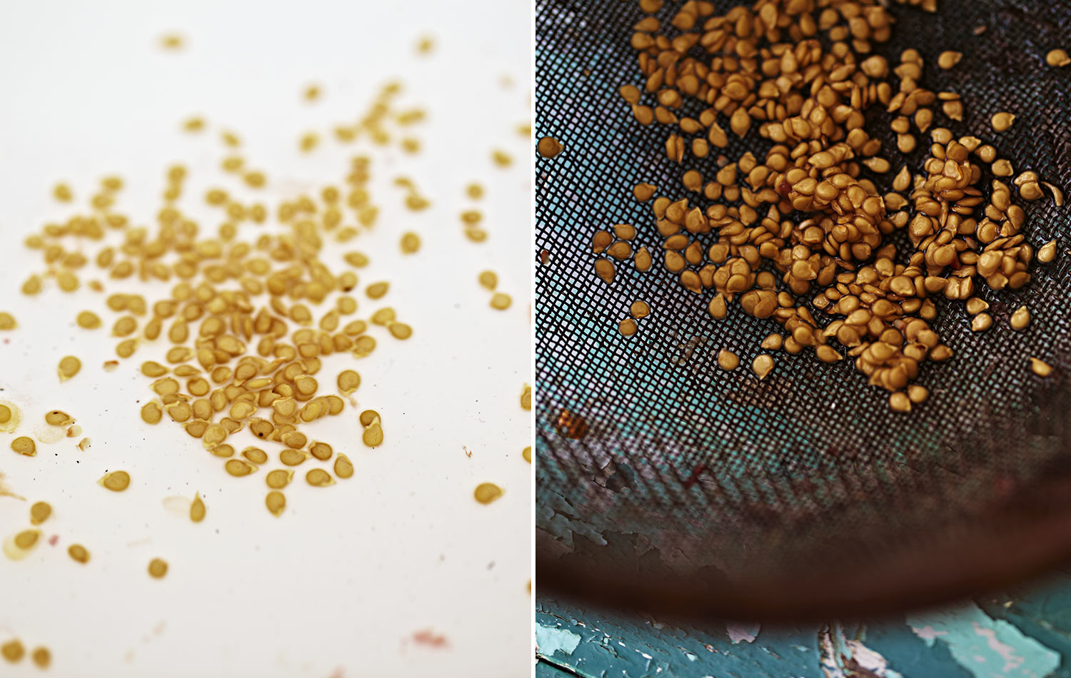 Left image is of the seeds at the bottom of my tub or water. Image on the right are the seeds once poured into the sieve.
