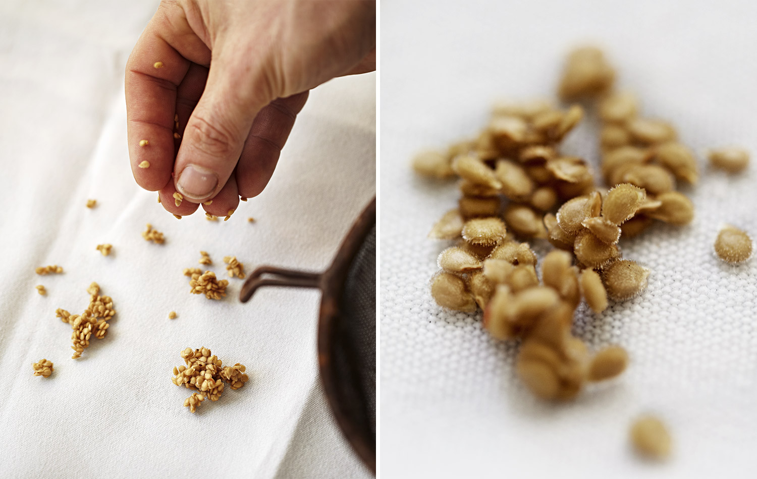 The seeds will end up in clumps. Let the clumps dry a little and then go back to the clumps of seed and seperate them out. Just with your fingers. I usually rub between my fingers or lay my hand flat on the cloth after a day of drying and rub them apart. You will now be left with a lovely selection of seeds. Just allow them to dry in a warm area for a couple of weeks then collect them up and lay them in a container without a lid or put them in a paper packet and label them.