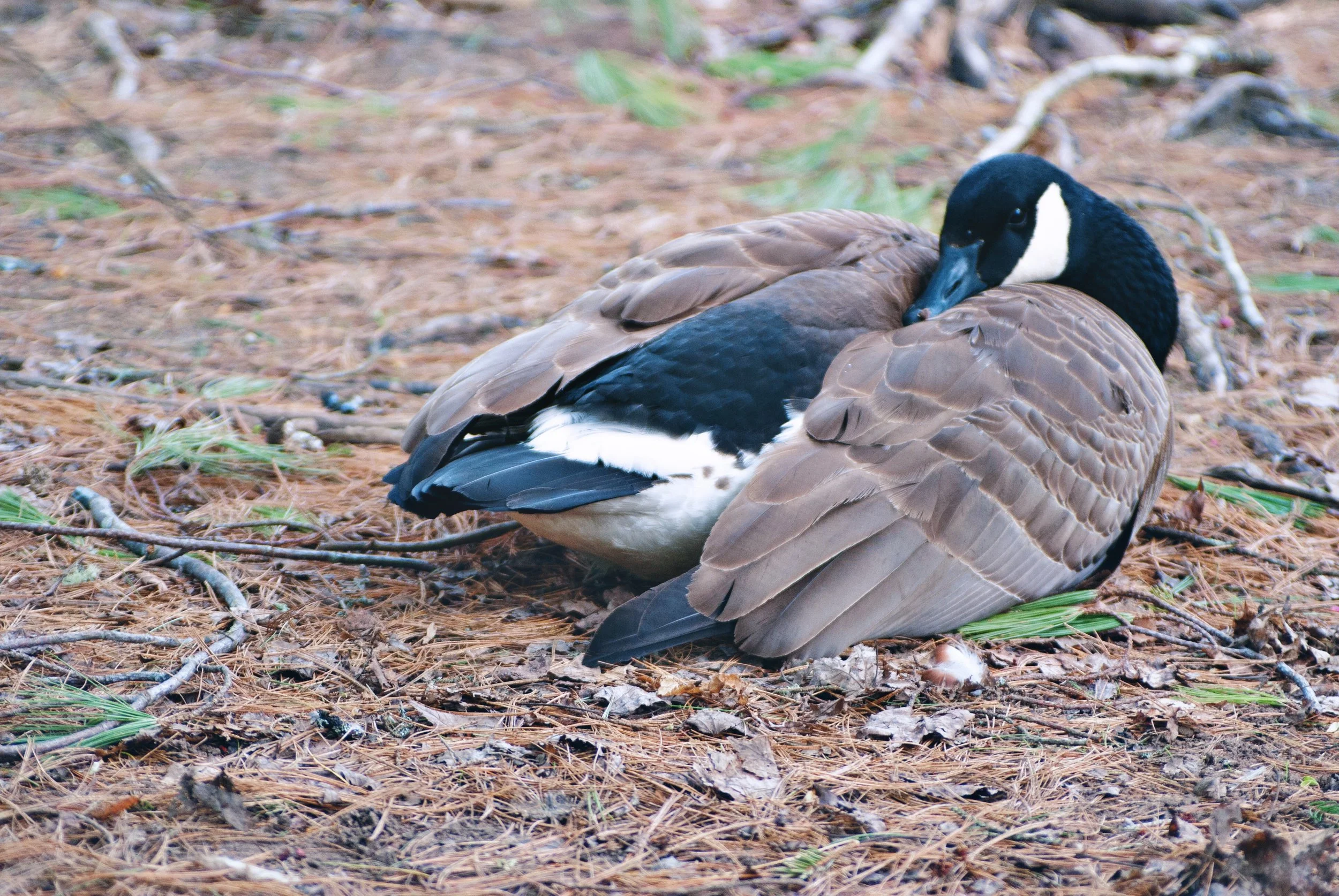 LIFESTYLE | Family Adventures - Shubenacadie Provincial Wildlife Park