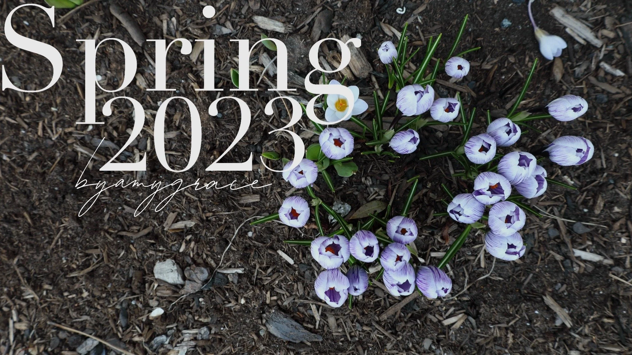 2023  | Spring
