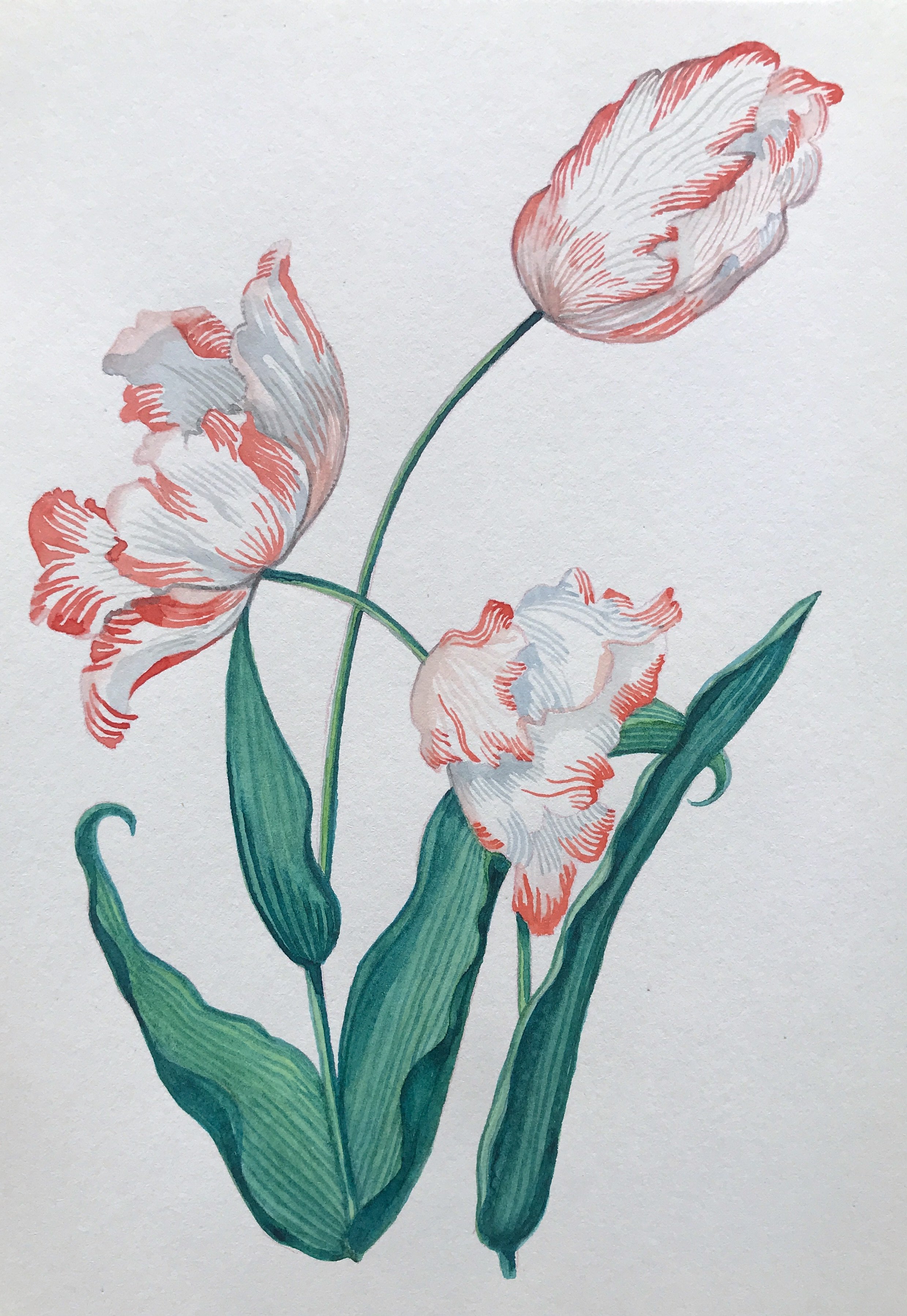  Parrot Tulips  watercolor on paper, 10 x 7 inches, 2020 