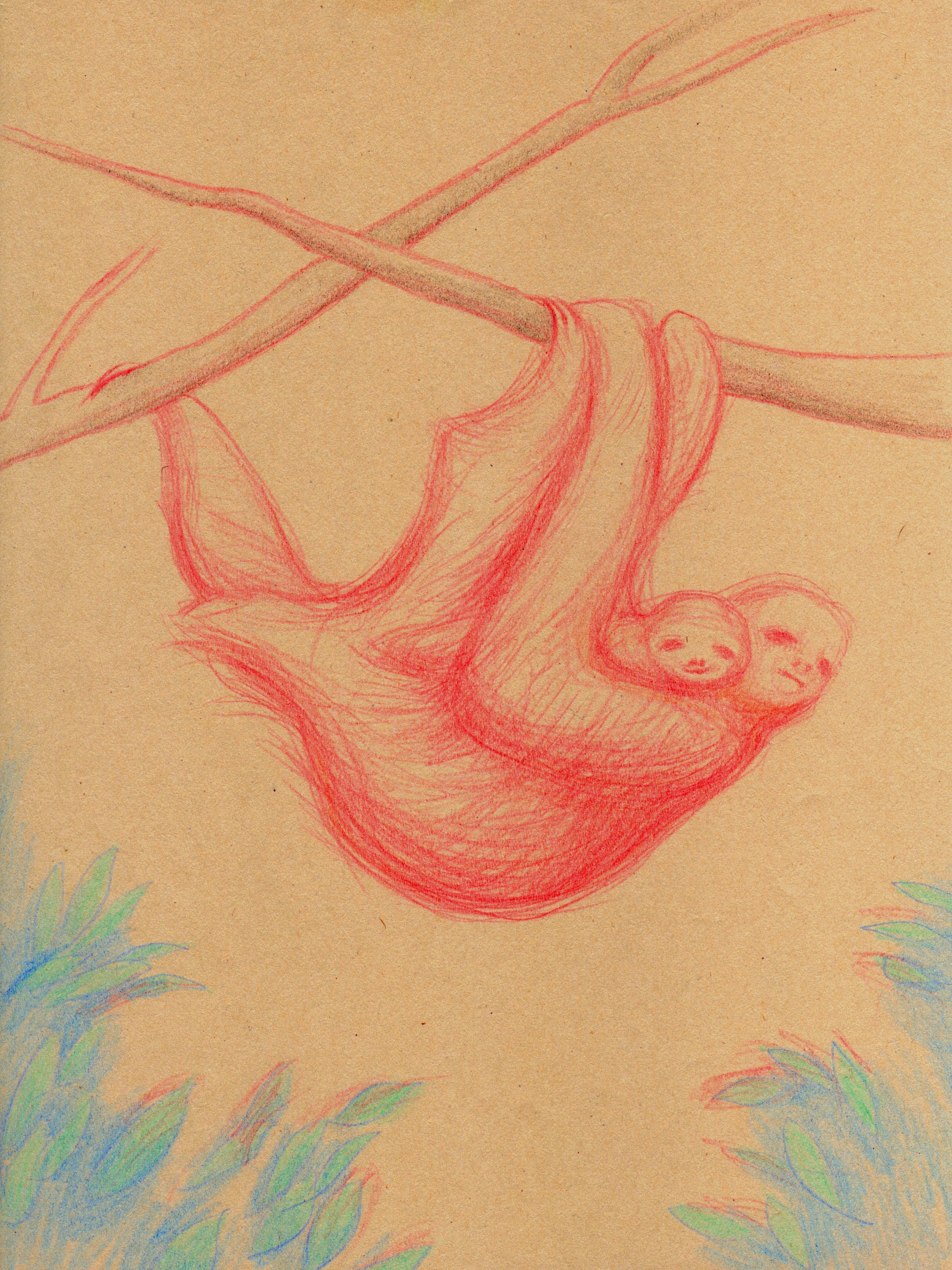 Sloth Family colored pencil on paper, 12 x 9 inches, 2015