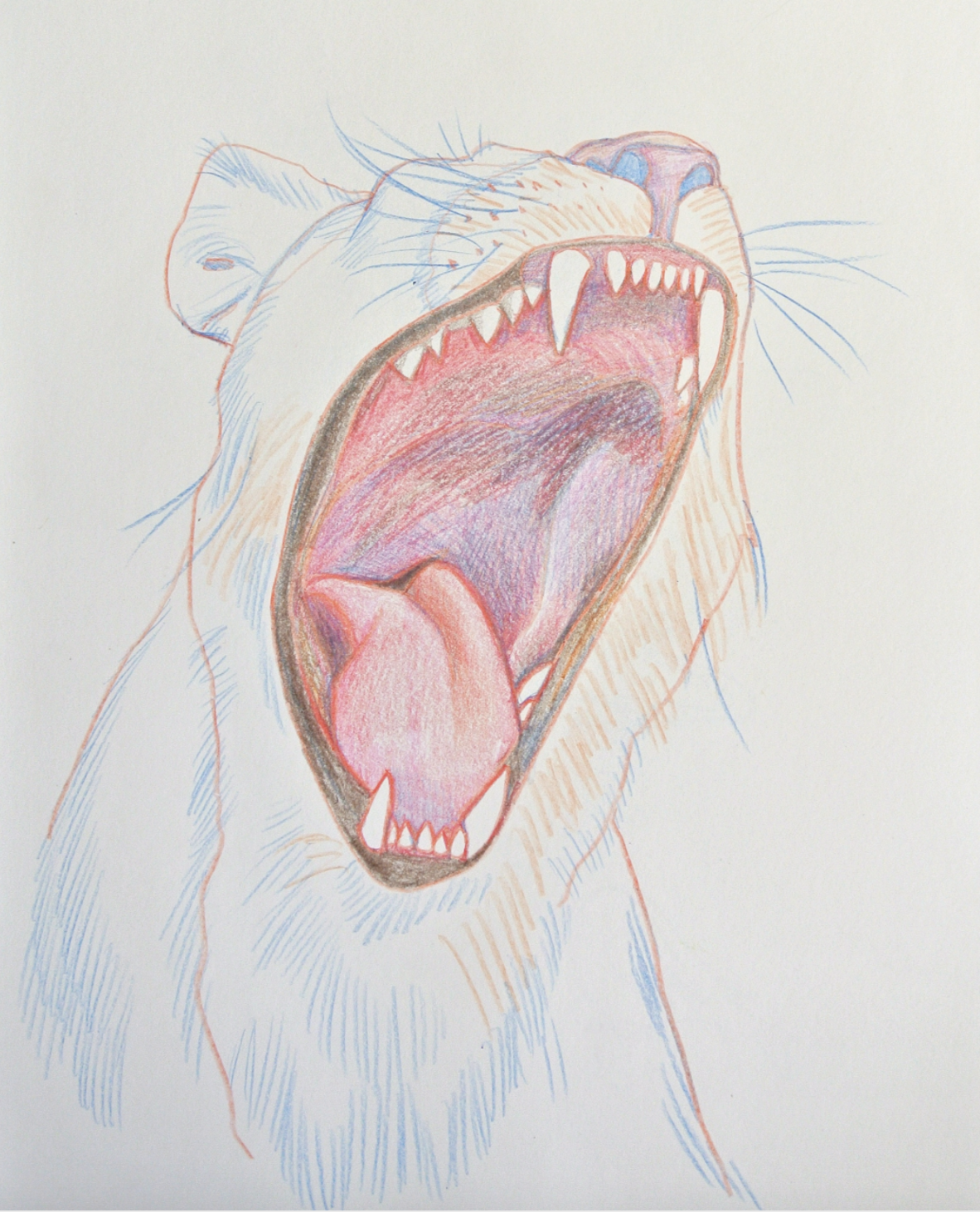 Lionness colored pencil on paper, 12 x 9 inches, 2015