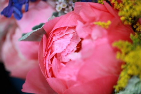 Peony pic.JPG