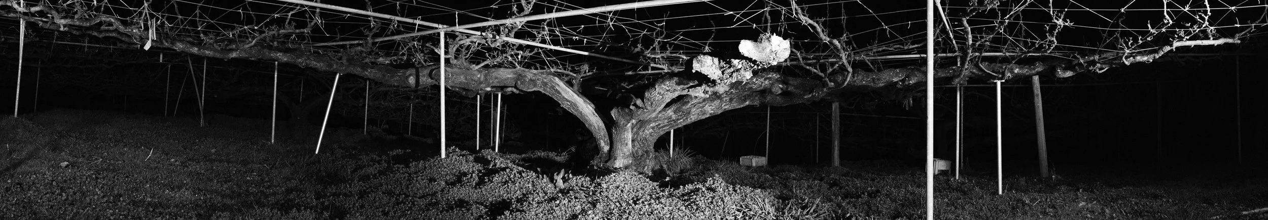 <百年梨樹> A Hundred Year Pear Tree. 噴墨印刷/描圖紙/地燈/煙霧 Inkjet Print / Tracing Paper/Floor Light/ Fog