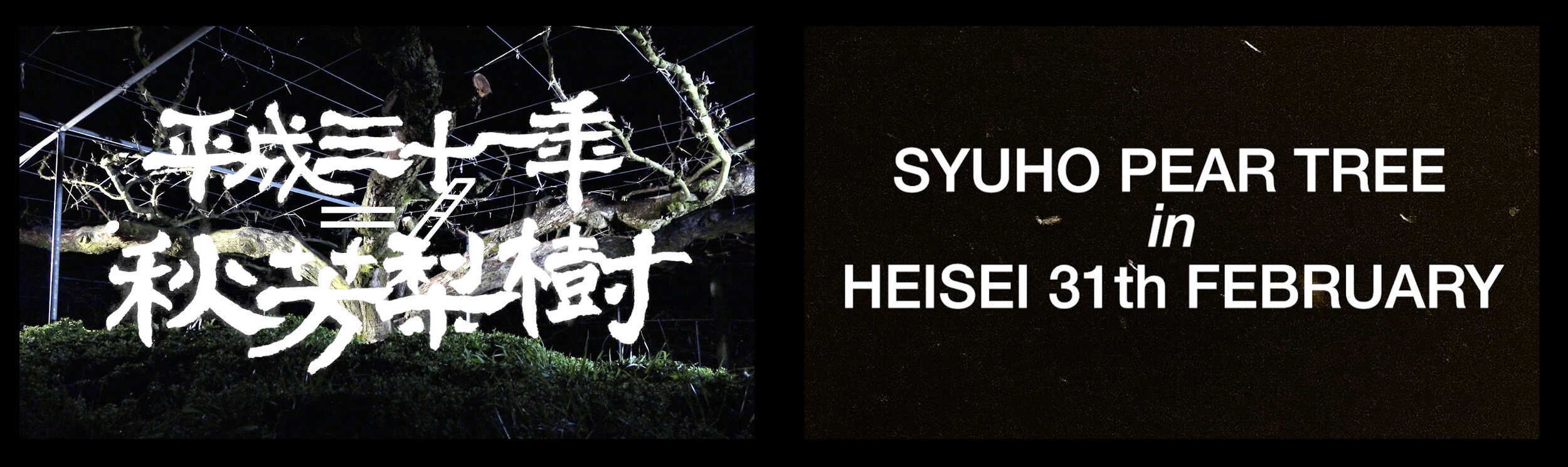  &lt;平成三十一年二月秋芳梨樹&gt; 雙頻道影片  &lt;Syuho Pear Tree in Heisei 31th, February.&gt; 2-Channel Videos. 