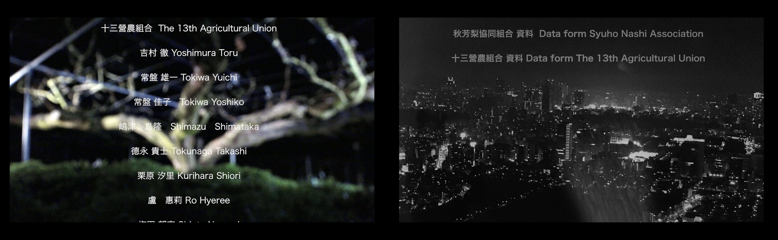  &lt;平成三十一年二月秋芳梨樹&gt; 雙頻道影片  &lt;Syuho Pear Tree in Heisei 31th, February.&gt; 2-Channel Videos. 