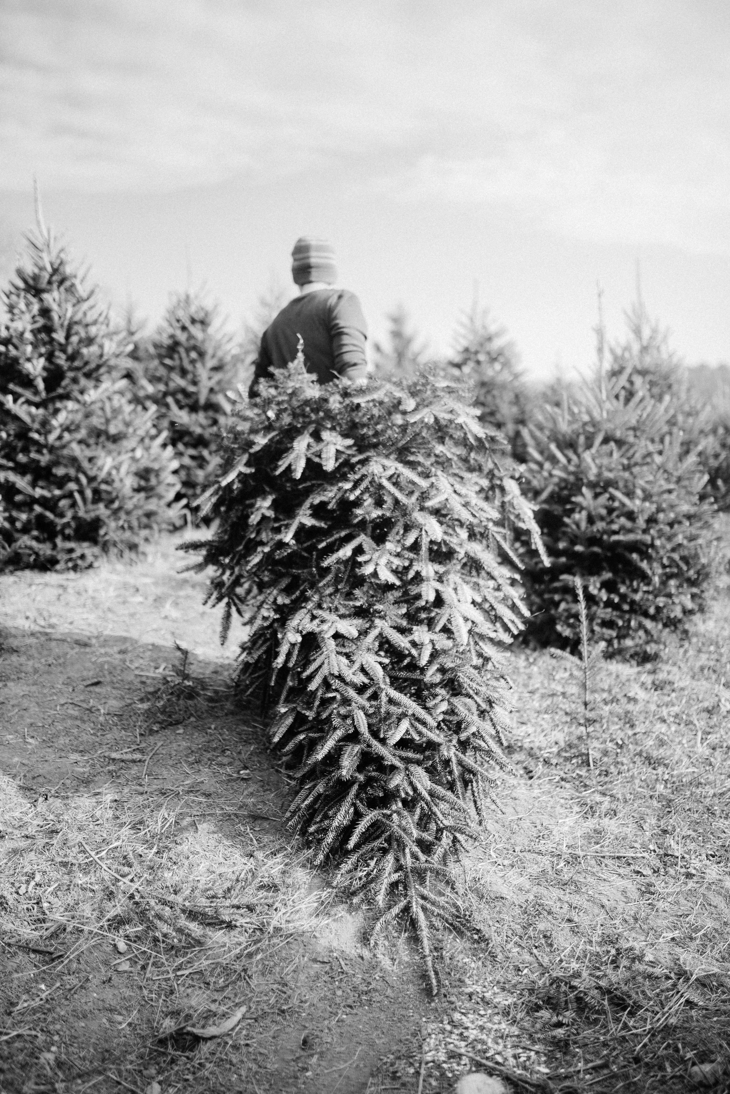 [Tree Hunting // Floyd, VA]