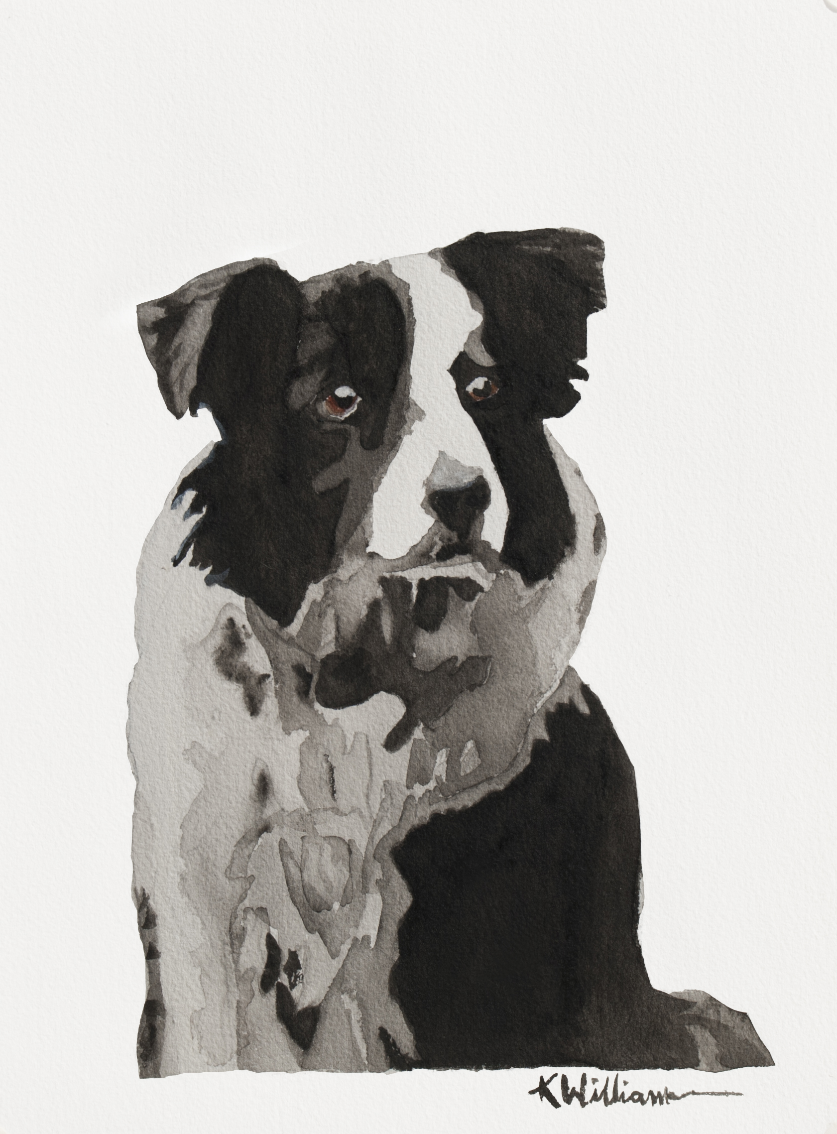 Border Collie.jpg
