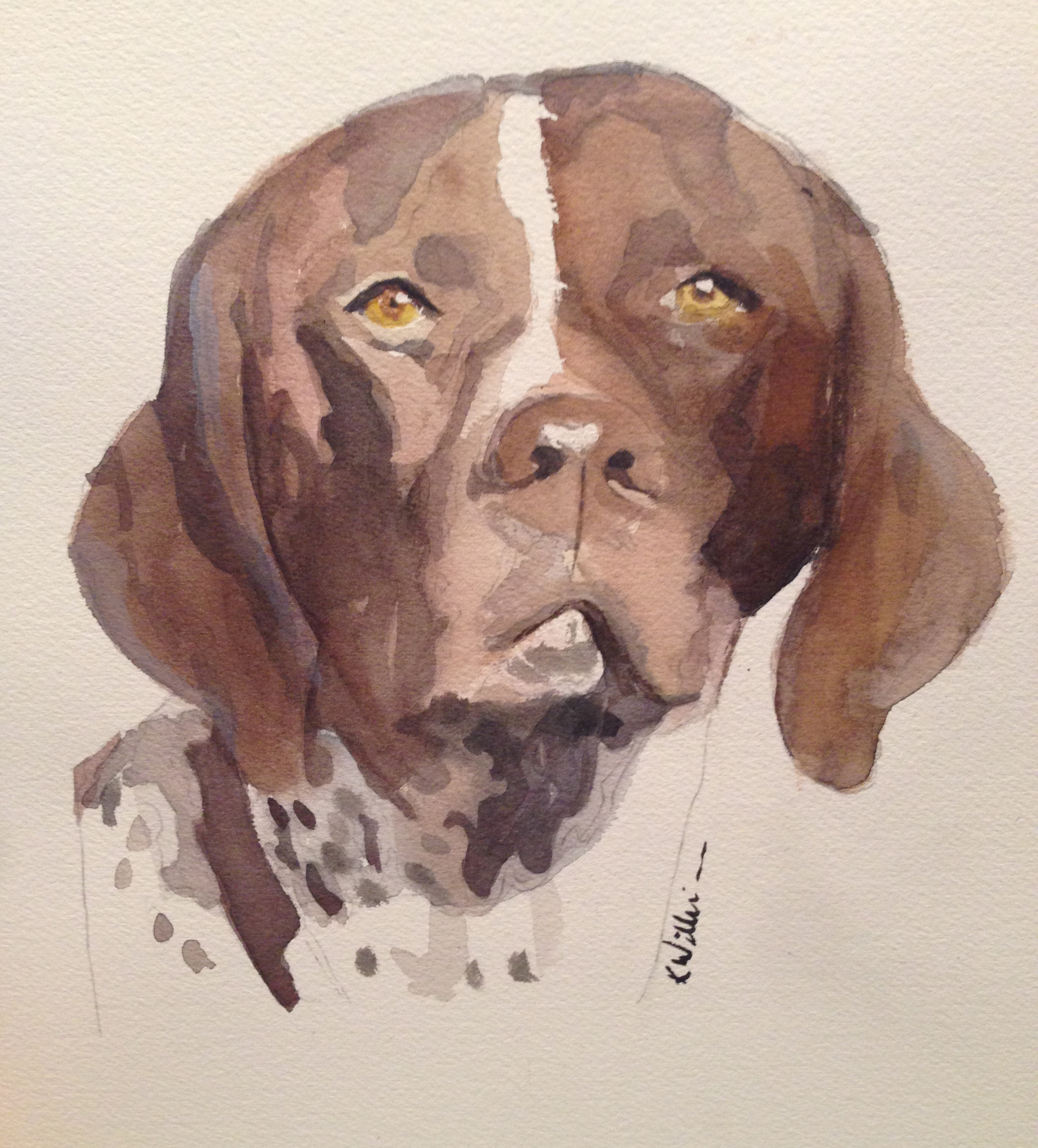 German Shorthair.jpg