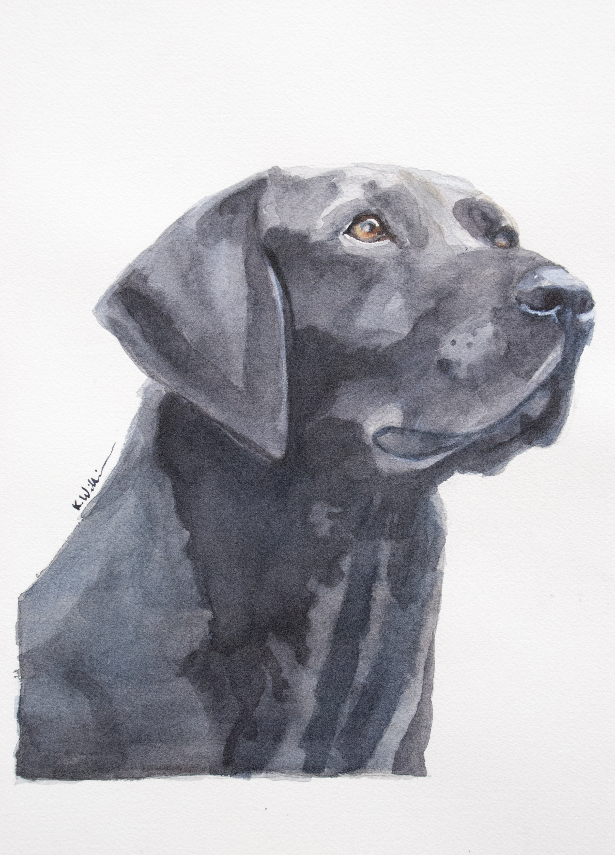 Black Lab