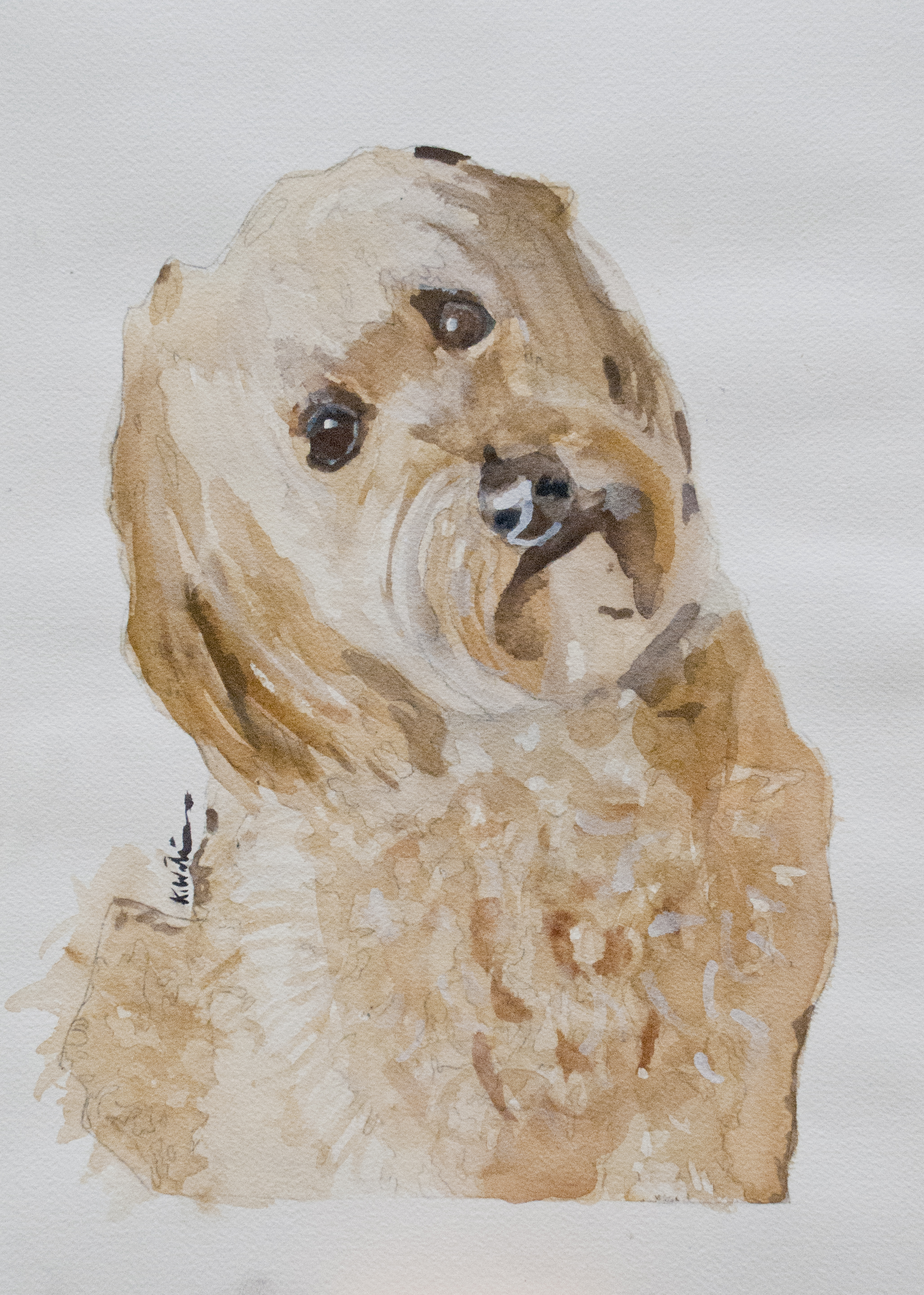 goldendoodle.jpg