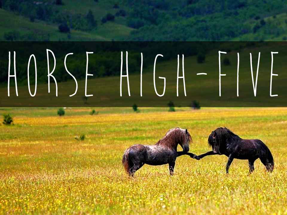 Horse High Five.jpg