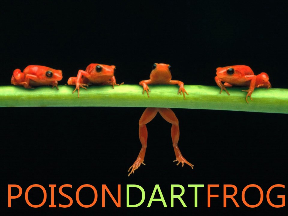 Poisondartfrog.jpg
