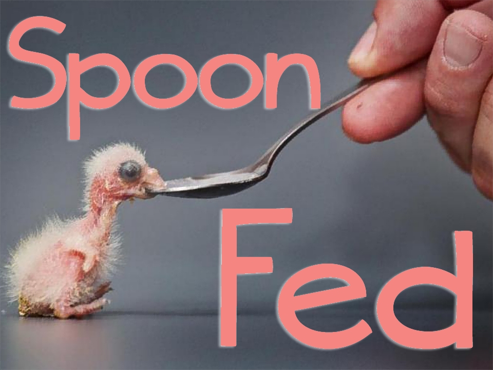 Spoon Fed.jpg