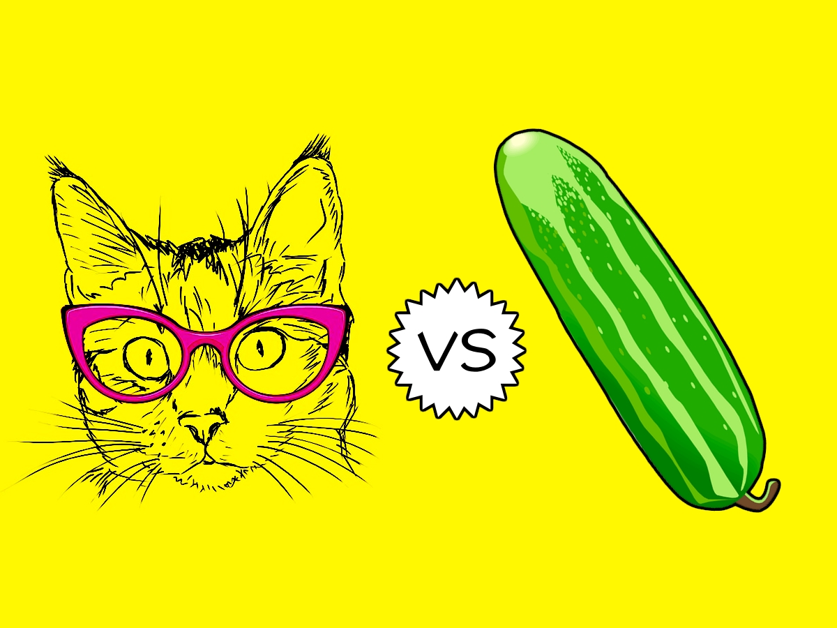 Cat vs cucumber.jpg