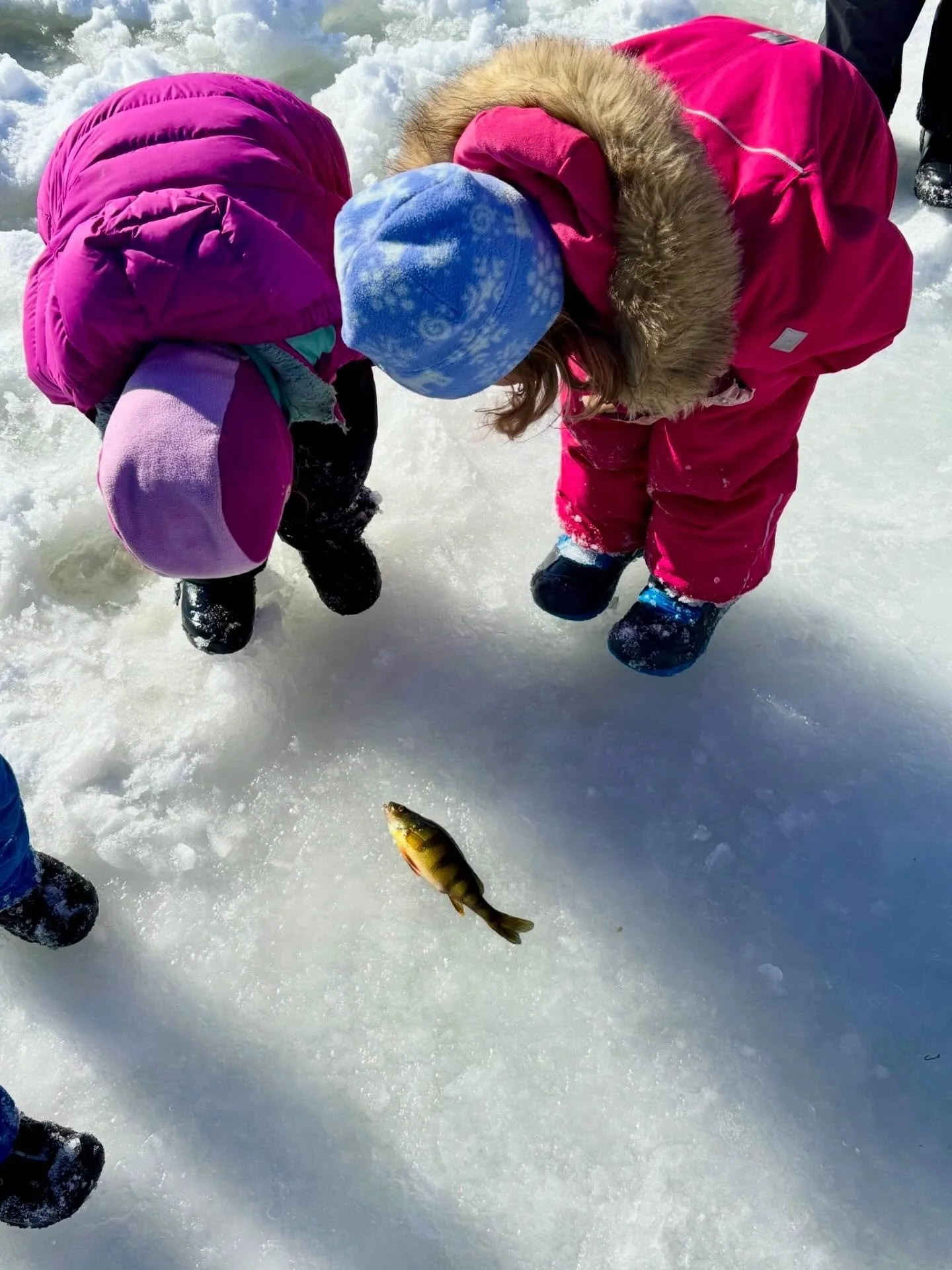 It&rsquo;s February break&hellip; is anyone else missing school?! Here are some shots from our Frozen Classroom day: a wonderful tradition full of fish, art, bald eagles, and extremely-hands-on learning!