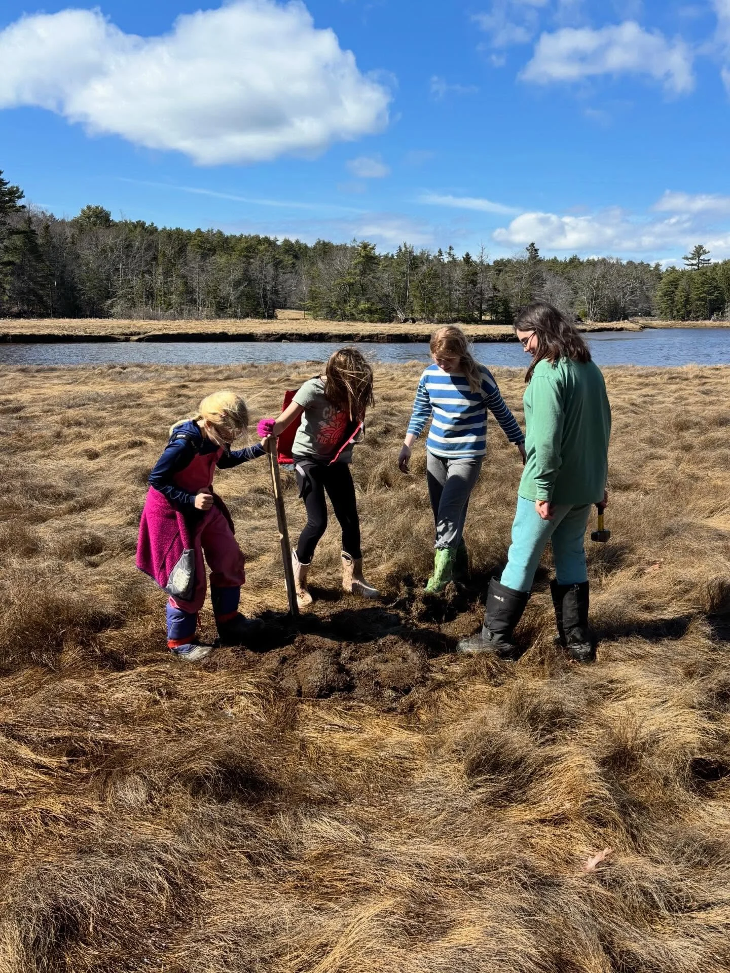 Place-based education in action: our older students joined Maine Coast Heritage Trust on the Babson Creek marsh to assist with restoration work this afternoon. A perfect day for it! 🌾🌾🌾
