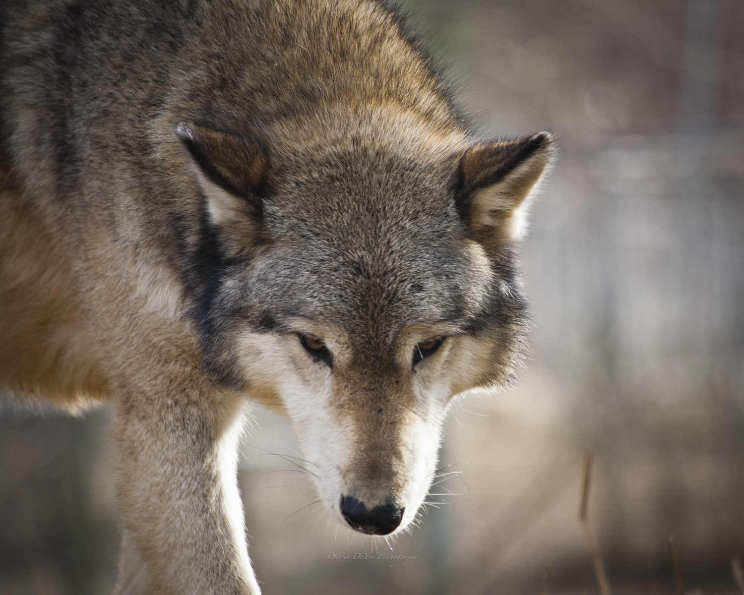 Wolf-19.jpg