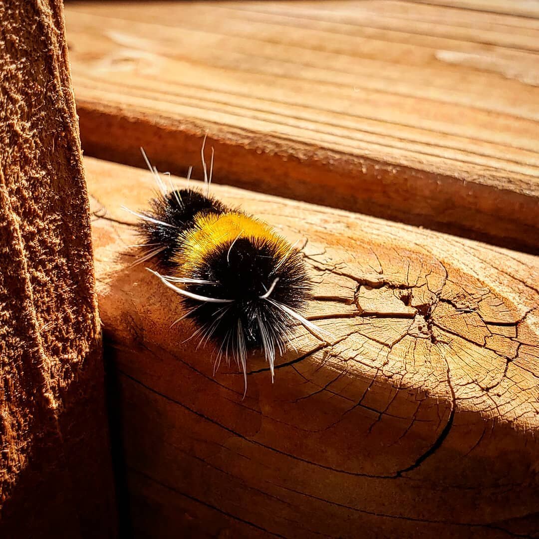 Found a little friend out on the deck #juneaualaska