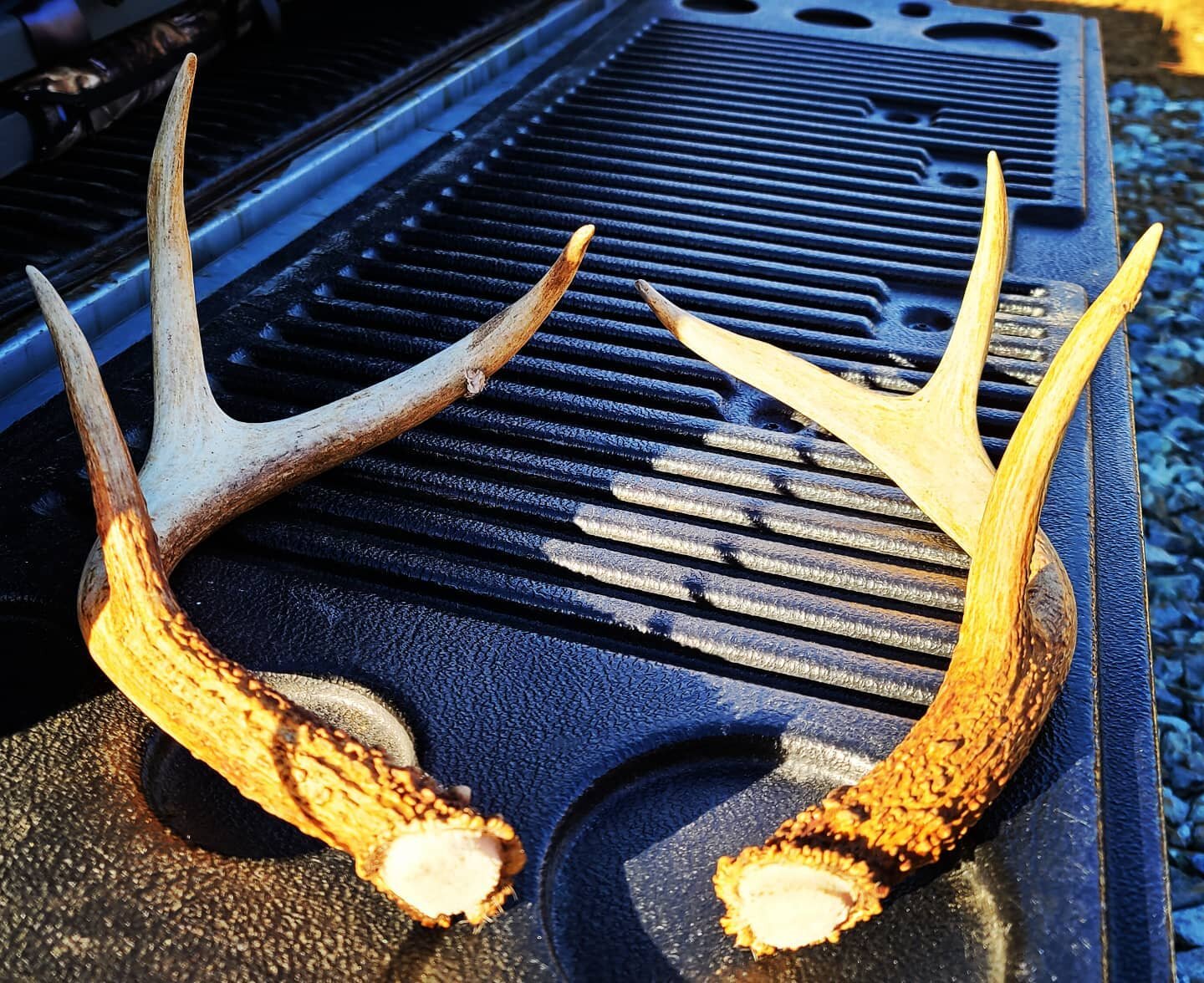 Bucket List item checked off today! Last day of archery for 2020/2021 found this sweet 6point shed wrestled in some thorns #antlershed #sixpoint #archeryhunting