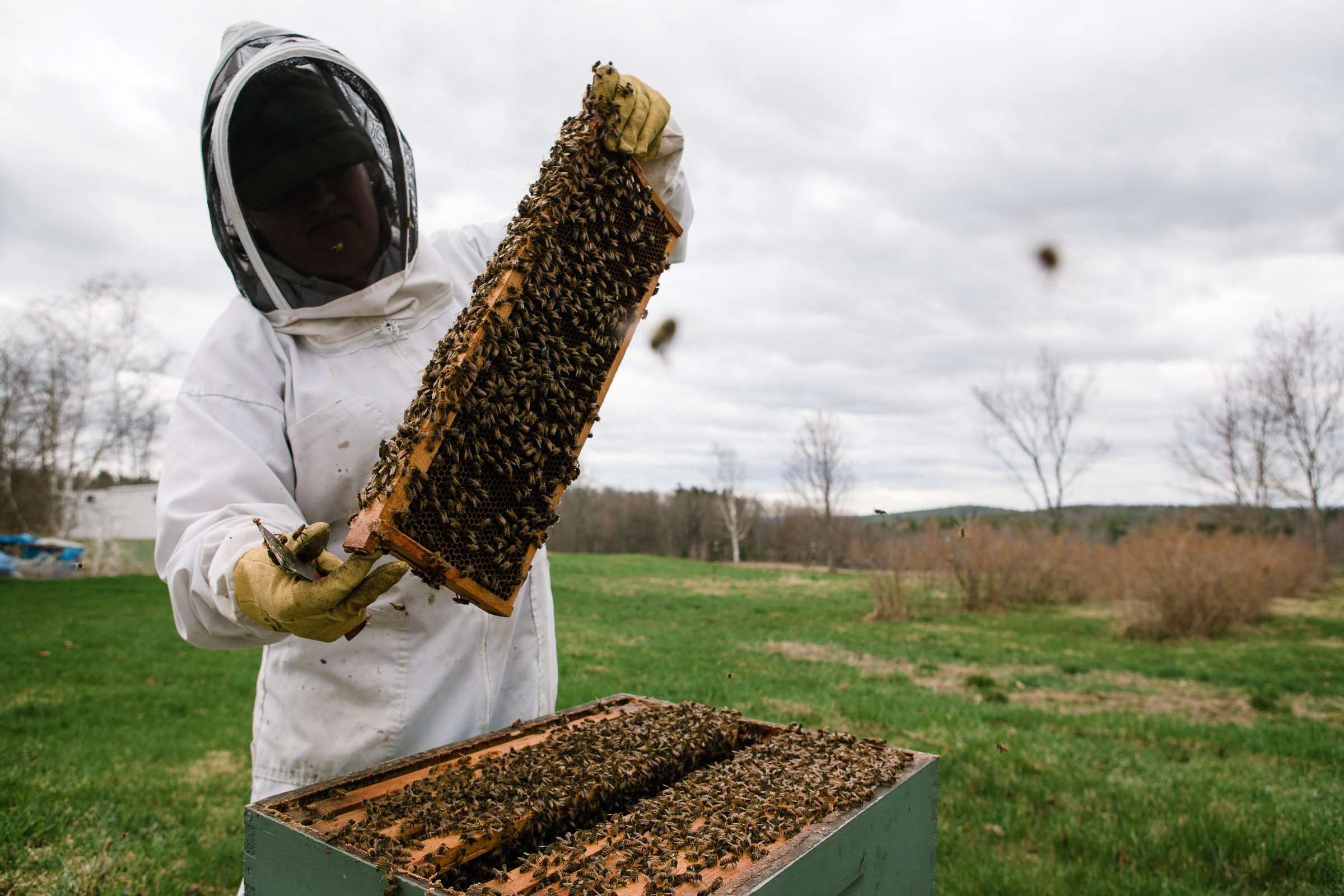 agri_bees_April2013_by_Lomanno_0076.jpg