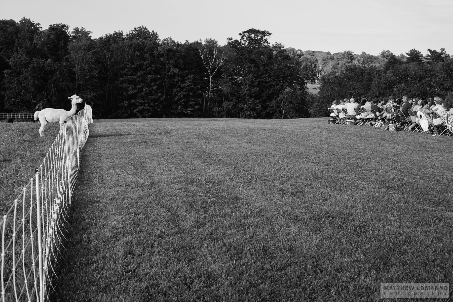 elevage_FD_July2017_by_Lomanno_0180_web.jpg