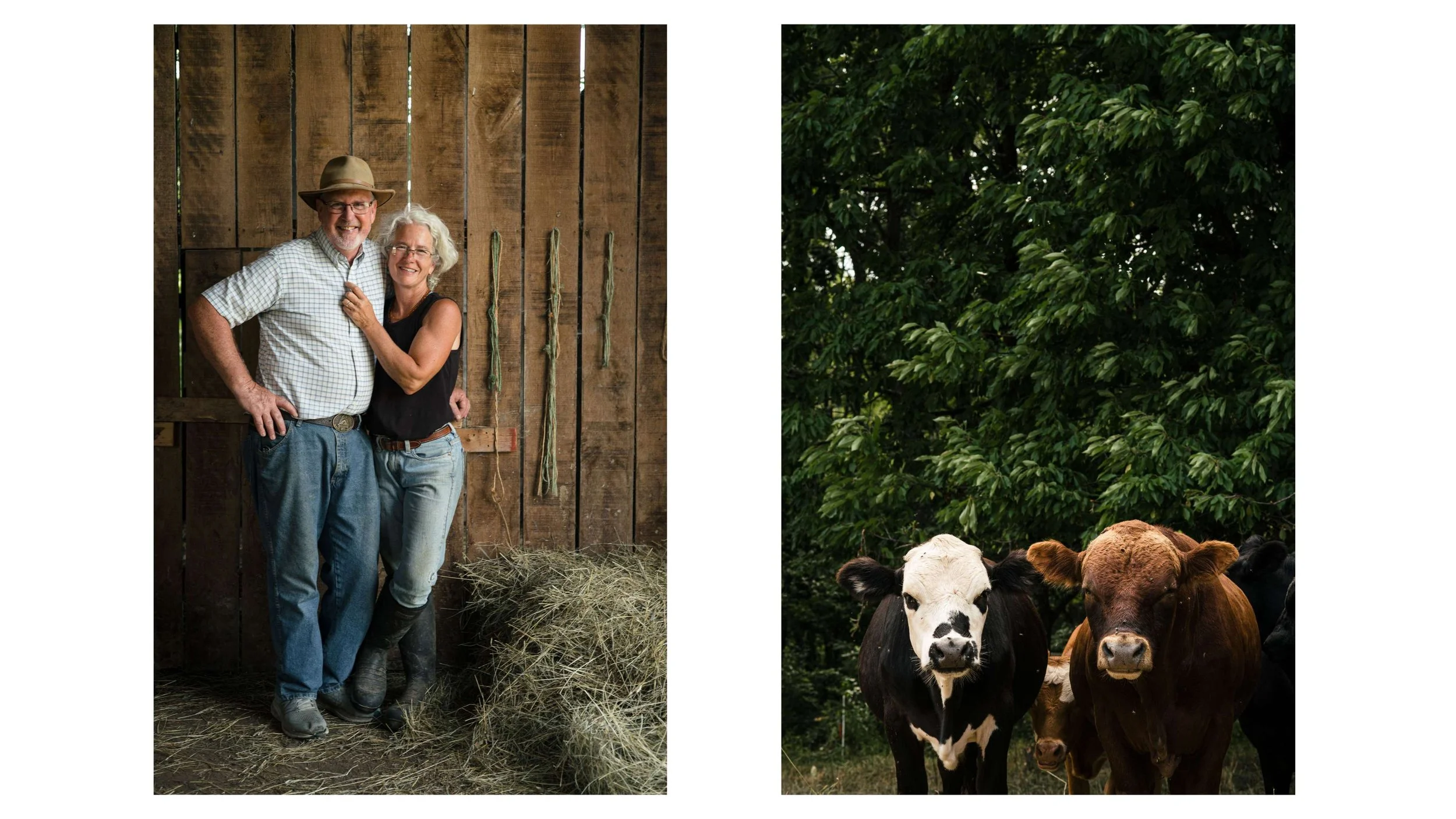 editorial diptychs 20 Lomanno cows.jpg