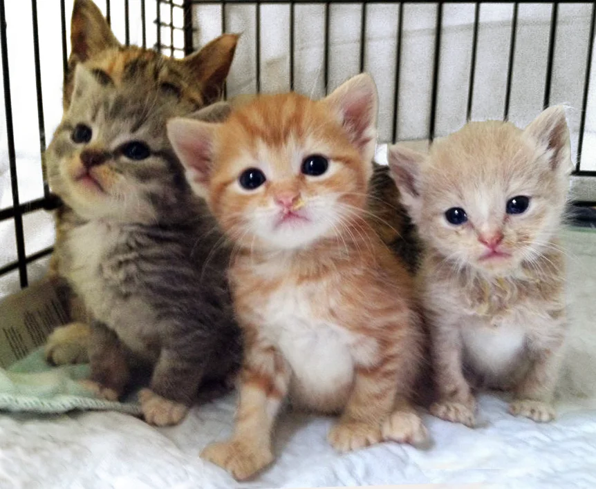 THREE LITTLE KITTENS WITH MAMA.