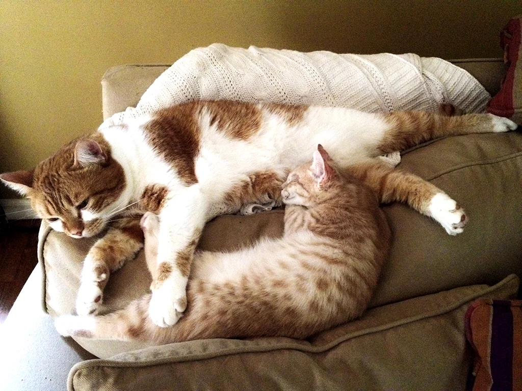 Nite Nite