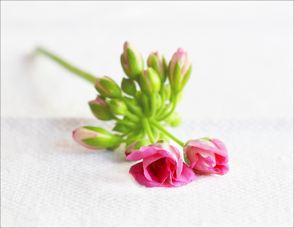 A CLIPPING FROM A GERANIUM PLANT, AFTER BEING "PHOTOSHOPPED."