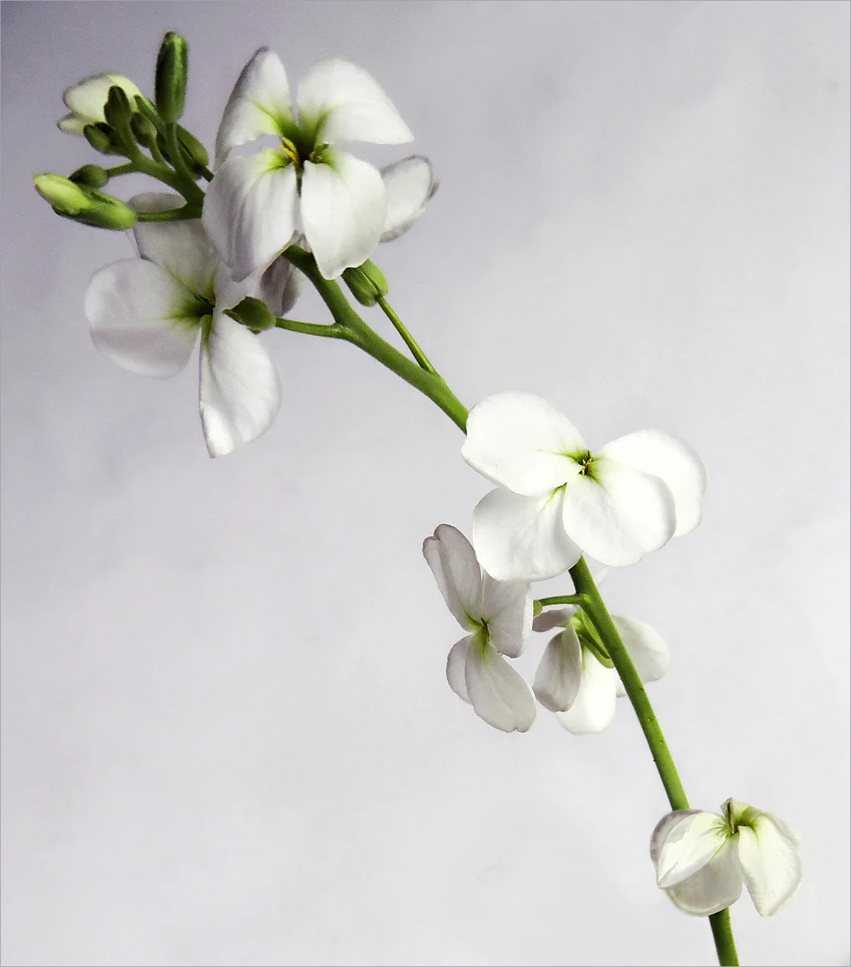 white flowers.jpg
