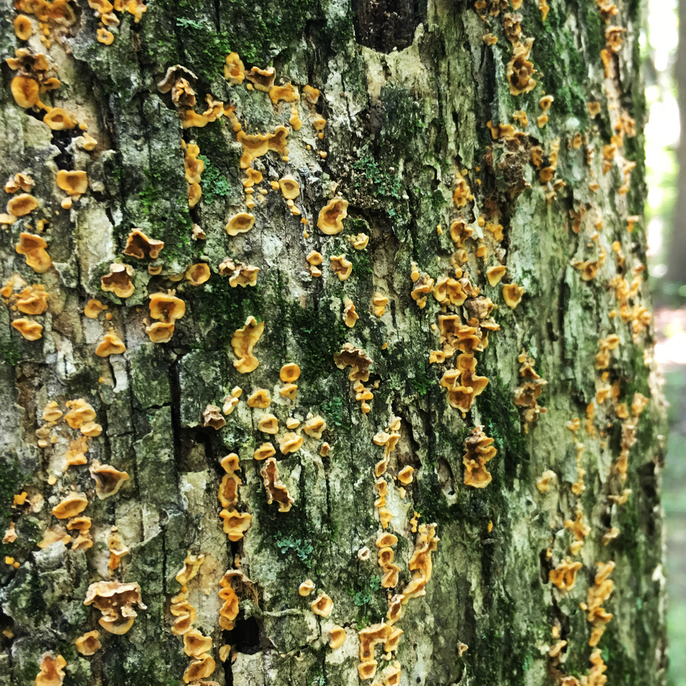 bark mushrooms.png