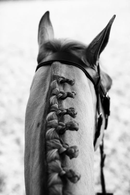 Equus_ArdenWardUpton.jpg