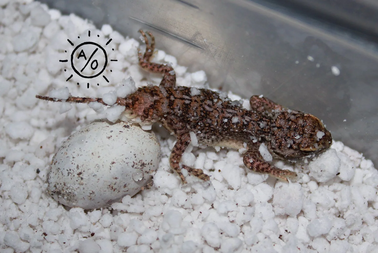 A small Uromastyx princeps resting on white bedding next to a speckled white egg, inside a glass enclosure.