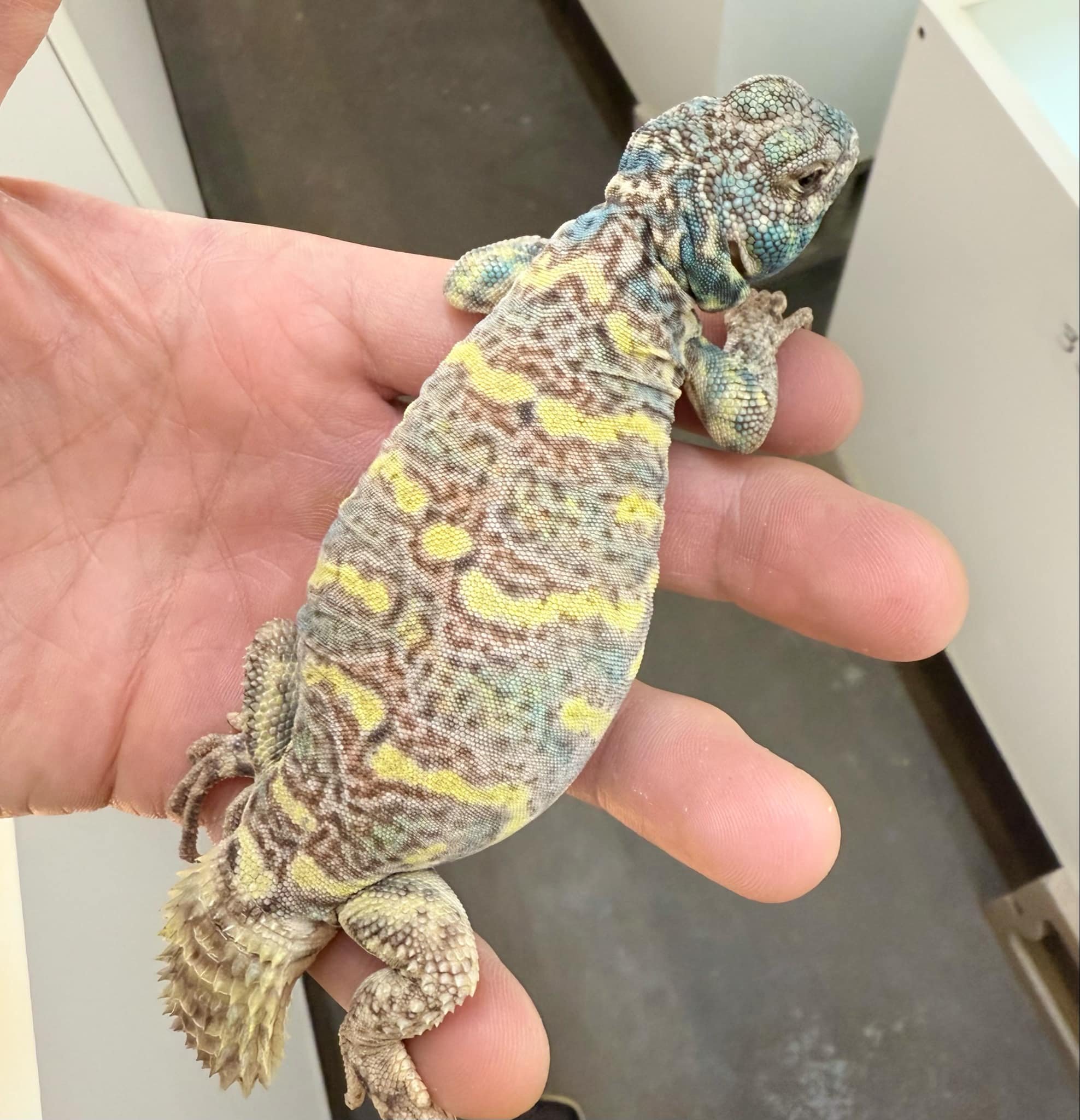 Male1a.jpg
