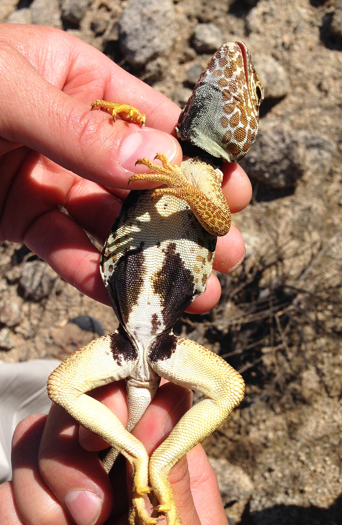 Adult Male Baja Collared Lizard belly shot showing the dark inguinal patches.