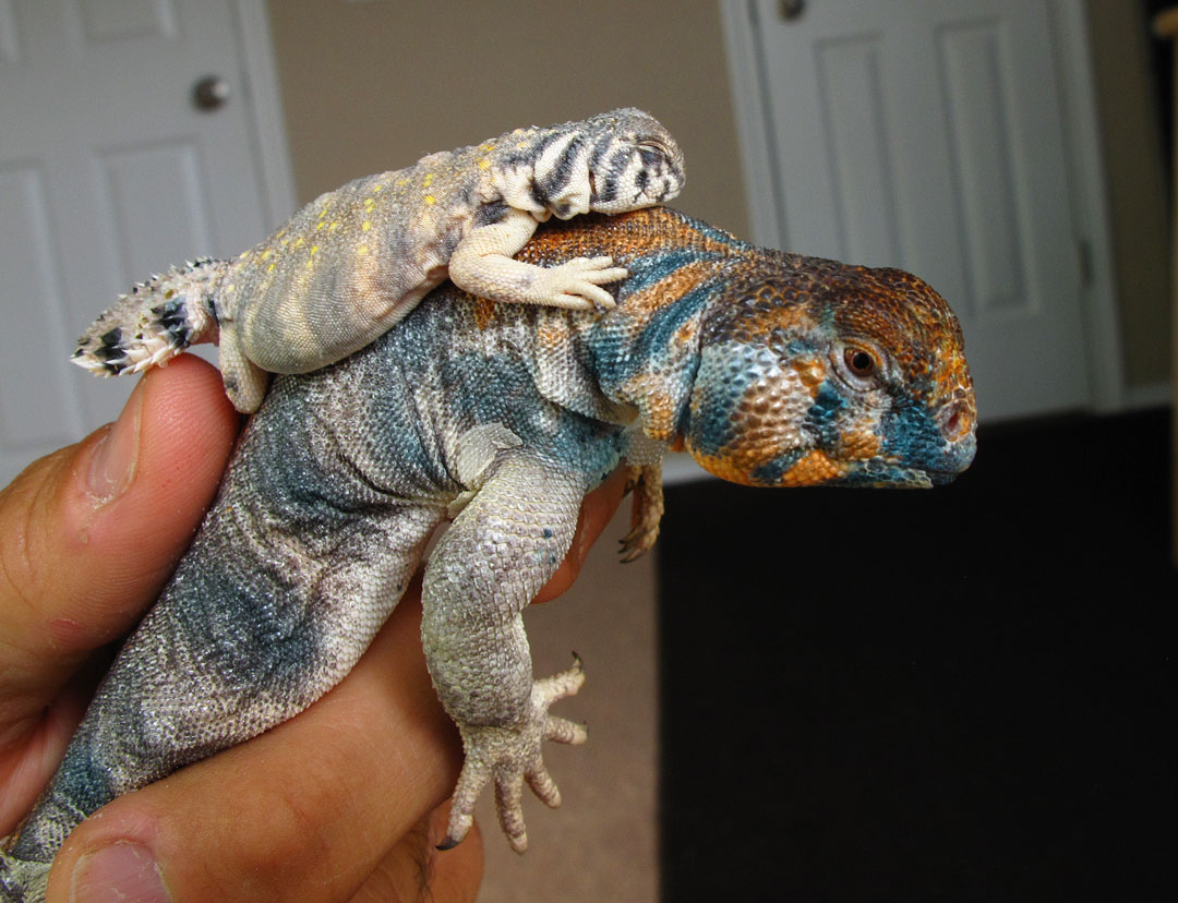 These guys are easily my favorite uromastyx and I've been working towa...