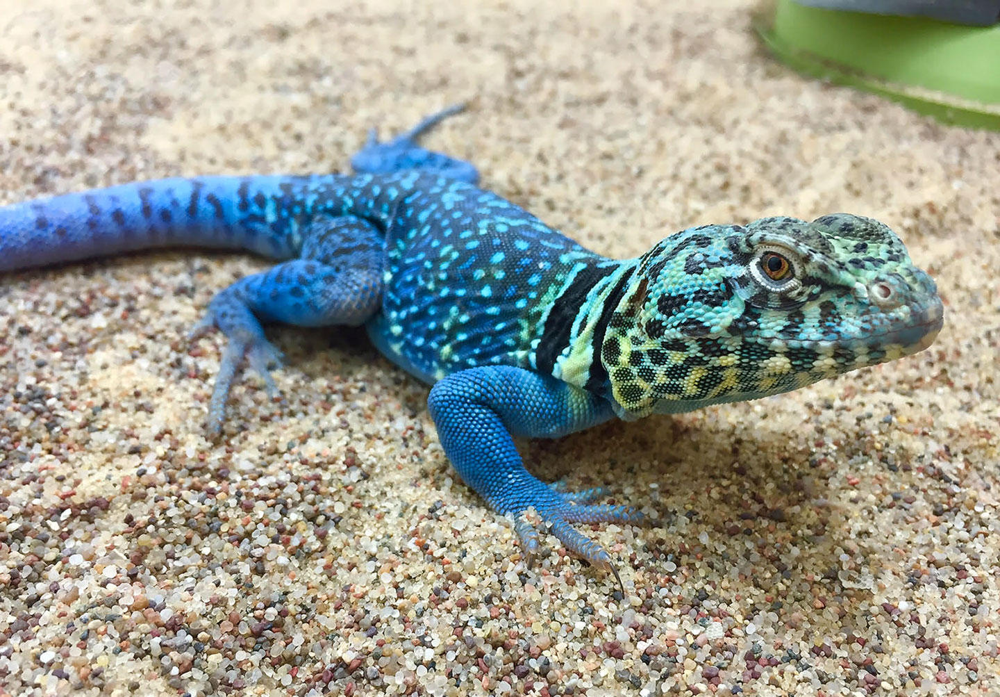 Male Blazing Blue C. collaris 