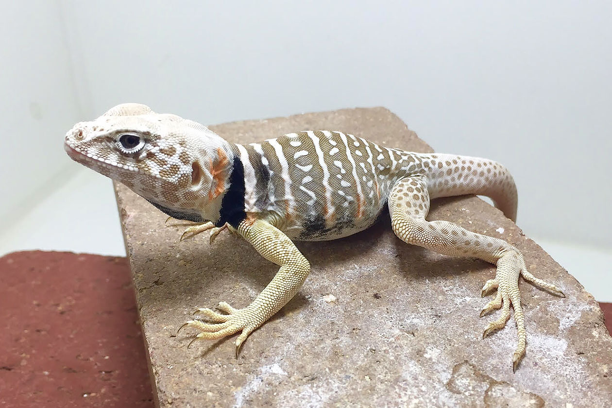 Young male C. vestigium 