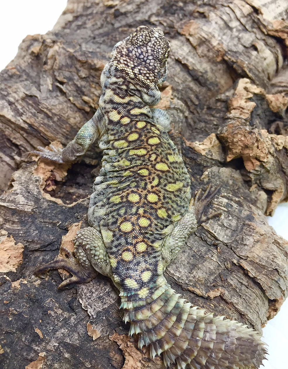 Young male U. o. philbyi 