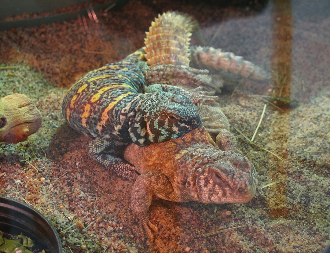 U. ornata mating 2016